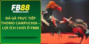 Đá gà trực tiếp Thomo Campuchia – lợi ích chơi ở FB88